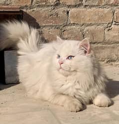 Percian white triple coated cat with blue eyes