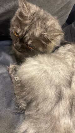 Persion male cat triple coated