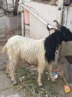 BAKRA 4 DAANT