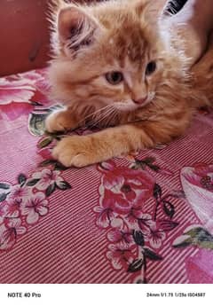 Persian cat