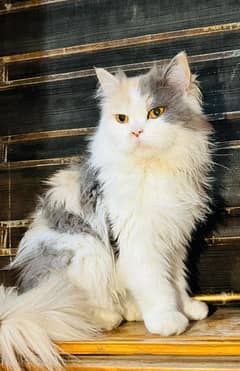 Persion Cat