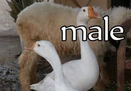 male duck