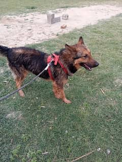 German shaperd  looking for new family