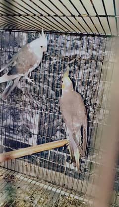 cockatiel Pair