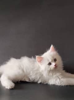 Persian cat odd eyes cute