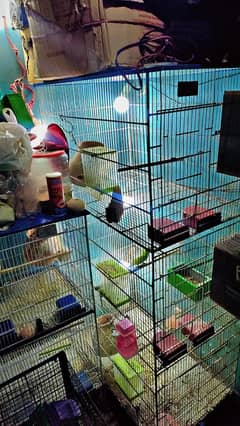 Affordable cages & accessories setup available. Call 03423710634 today