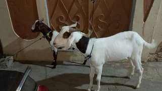 balkra for sell