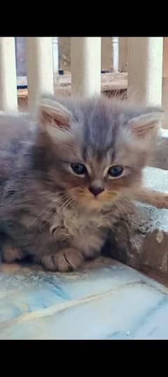 Persian kitten