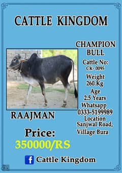 cattle kingdom attock city me laya ap k ley best offers