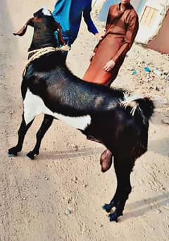 andu Bakra 2025 Qurbani 4 dand
