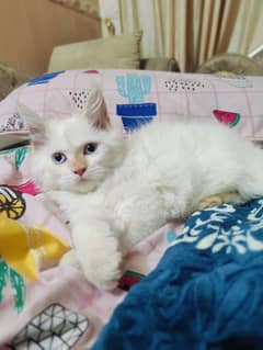 triple coated fur male kitten