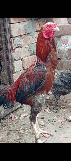 PURE MIAWALI PATHA SALETI THAI MADI PAIR SALE NO EXCHANGE 03706073028