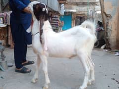 Gulabi