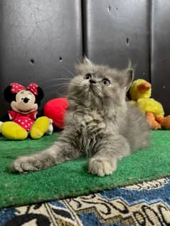 Pure Persian kitten Available