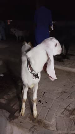 rajanpur do dant