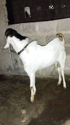age 1sal hai 2 dat hai