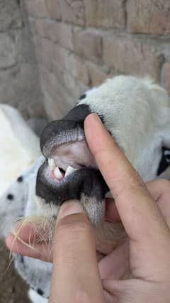 MashaAllah Desi Bakra