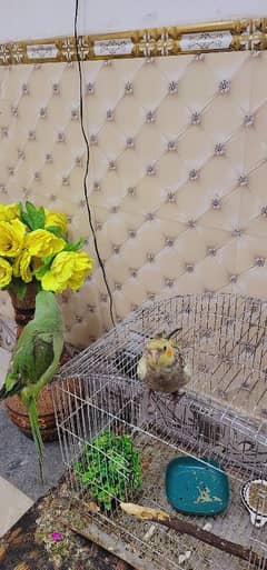 raw parrot and cocktail