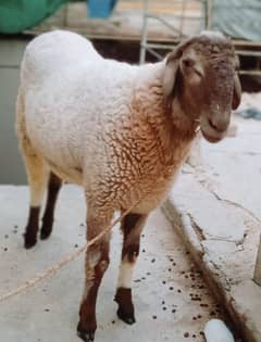2 dant dhumba for sale