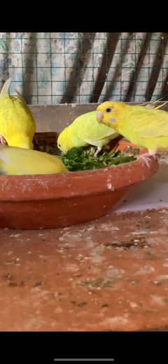 Budgies