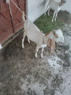 Bakra she is pregnant