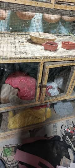 parrots