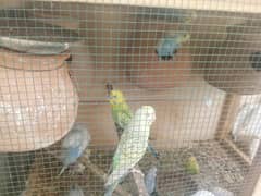 Australian Birds