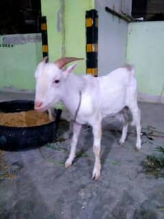 do dant gulabi tedda ando