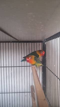 love birds All