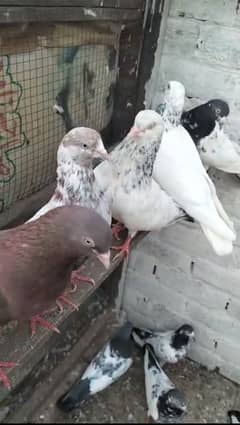 6 pair high flyer 6 teddy 1 indian 1 lakhi 1 motiyo wala Baki golden