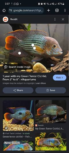 green terror fish for sale