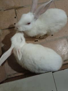 white rabbit pair