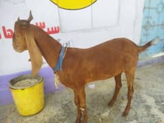khasi bakra