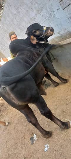 black heavy beauty