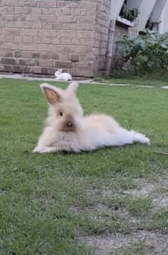 English Angora bunnies