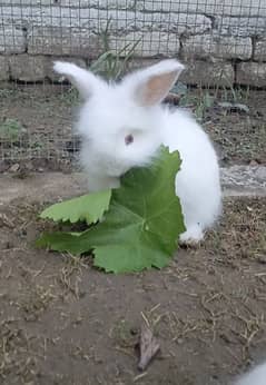 Angora bunnies available