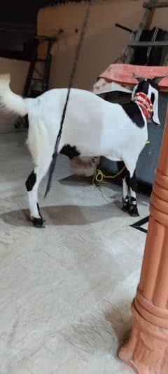 qurbani 2025