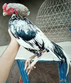 ASSALAMUALAIKUM ALL ASEEL BIRD FPR SALE