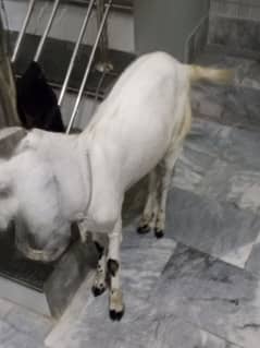 Bakra he 2 dhant