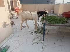 desi Bakra Sindhi do dant wala dhundha Sandeep Bakra active healthy