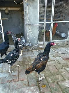 shamo coco, blue, black,brown female