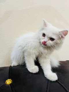 White Persian Kitten (Female)