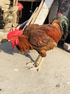 3 desi murga ha ghar k palay hain