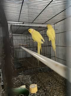 Yellow ringneck breeder pair fertile