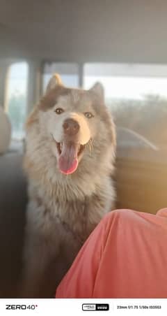 I want to sale my Siberian Husky