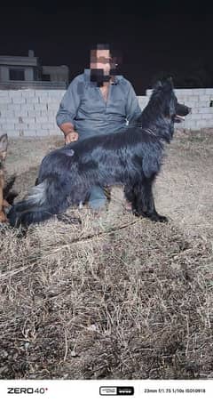 I want to sale long coat pedigree male
