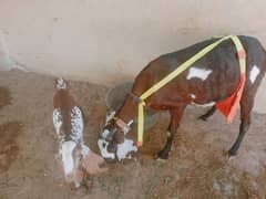 MASHALLAH Pure Nagra bakri with female baby