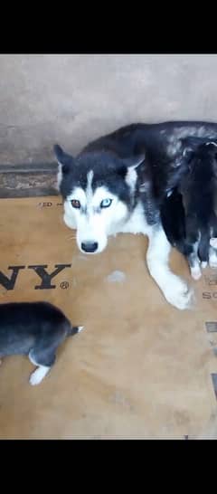 Siberian husky for sale