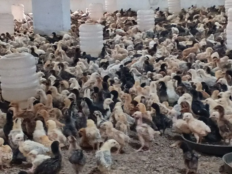 Golden | Misri | Broiler | lohman brown| Australorp| RIR — photo 6