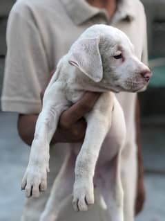 Kuhati